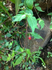 Lycianthes lysimachioides