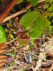 Corybas iridescens