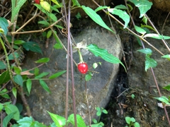 Lycianthes lysimachioides