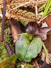 Corybas iridescens