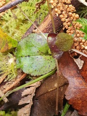 Corybas iridescens