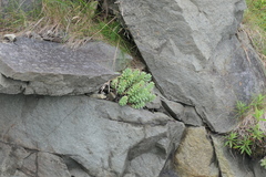 Rhodiola rosea