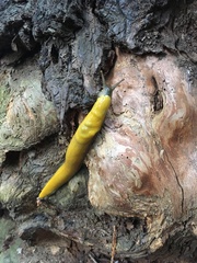 Ariolimax dolichophallus