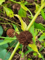 Hyptis capitata