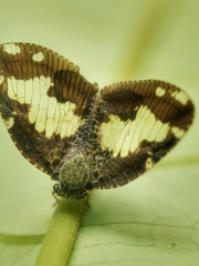 Ricanoptera fenestrata