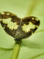 Ricanoptera fenestrata