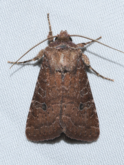 Orthodes majuscula