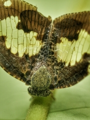 Ricanoptera fenestrata