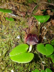 Corybas iridescens