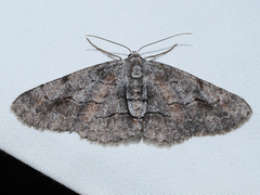 Stenoporpia glaucomarginaria
