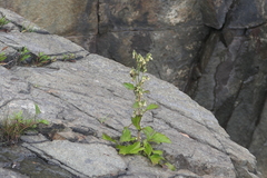 Nabalus trifoliolatus