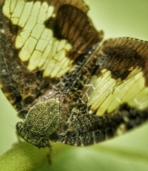 Ricanoptera fenestrata
