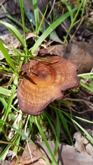 Austropaxillus