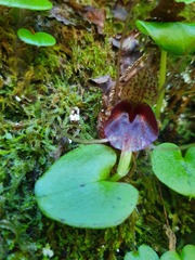 Corybas iridescens
