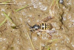 Dolichovespula alpicola