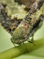 Ricanoptera fenestrata