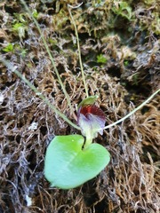 Corybas iridescens