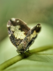 Ricanoptera fenestrata