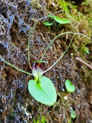 Corybas iridescens