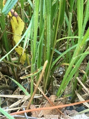 Carex hirta