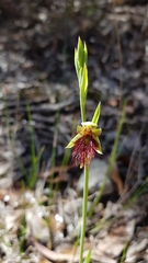 Calochilus paludosus