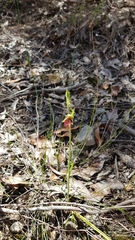 Calochilus paludosus