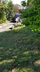 Alectura lathami lathami