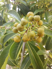 Pittosporum pentandrum