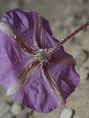 Lycianthes peduncularis