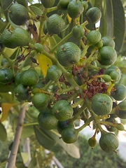 Pittosporum pentandrum