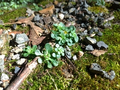 Sedum actinocarpum