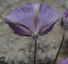 Lycianthes peduncularis