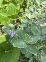 Vitex rotundifolia