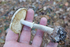 Amanita lavendula