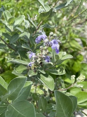 Vitex rotundifolia