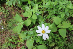 Cosmos diversifolius