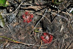 Drosera pygmaea