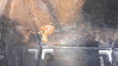 Dendropsophus microcephalus