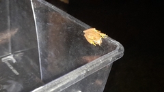 Dendropsophus microcephalus