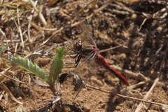 Sympetrum pallipes