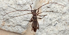 Knulliana cincta