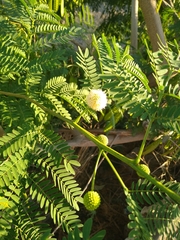 Leucaena leucocephala