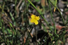 Utricularia subulata