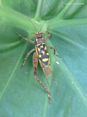 Cardiodactylus guttulus