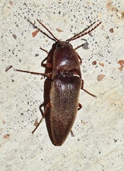 Diplostethus