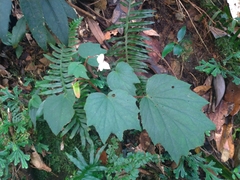 Begonia palmata