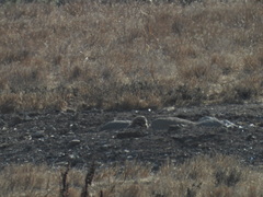 Athene cunicularia hypugaea