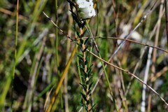 Epacris obtusifolia