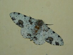Biston abruptaria