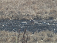 Athene cunicularia hypugaea